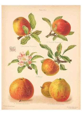 Reproducción/Reproduction 41404942155: The Herefordshire pomona, containing coloured figures and descriptions of the most esteemed kinds of apples and pears.. Hereford, [Eng.]Jakeman and Carver,1876-85.. 