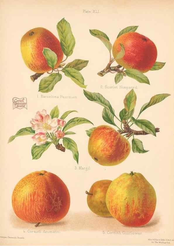 Reproducción/Reproduction 41404942155: The Herefordshire pomona, containing coloured figures and descriptions of the most esteemed kinds of apples and pears.. Hereford, [Eng.]Jakeman and Carver,1876-85.. 