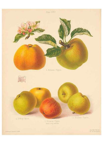 Reproducción/Reproduction 28412776278: The Herefordshire pomona, containing coloured figures and descriptions of the most esteemed kinds of apples and pears.. Hereford, [Eng.]Jakeman and Carver,1876-85.. 