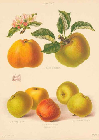 Reproducción/Reproduction 28412776278: The Herefordshire pomona, containing coloured figures and descriptions of the most esteemed kinds of apples and pears.. Hereford, [Eng.]Jakeman and Carver,1876-85.. 