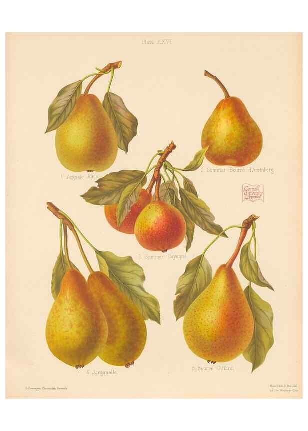 Reproducción/Reproduction 42285451901: The Herefordshire pomona, containing coloured figures and descriptions of the most esteemed kinds of apples and pears.. Hereford, [Eng.]Jakeman and Carver,1876-85.. 