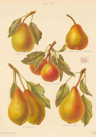 Reproducción/Reproduction 42285451901: The Herefordshire pomona, containing coloured figures and descriptions of the most esteemed kinds of apples and pears.. Hereford, [Eng.]Jakeman and Carver,1876-85.. 