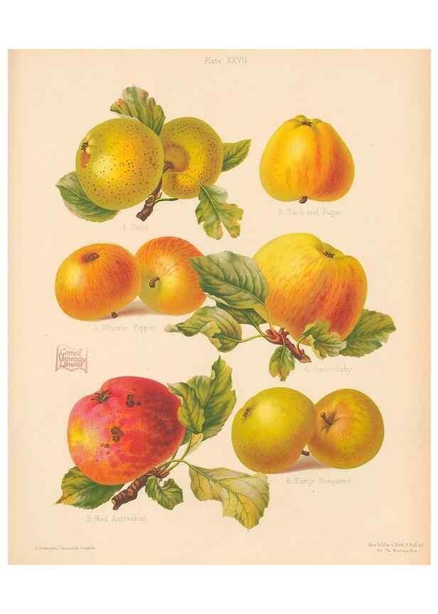 Reproducción/Reproduction 41384115515: The Herefordshire pomona, containing coloured figures and descriptions of the most esteemed kinds of apples and pears.. Hereford, [Eng.]Jakeman and Carver,1876-85.. 