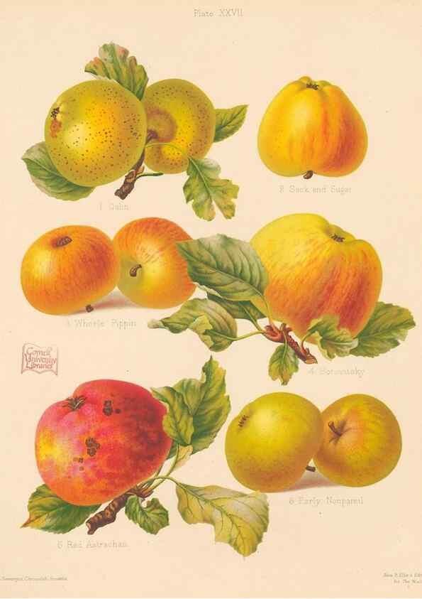 Reproducción/Reproduction 41384115515: The Herefordshire pomona, containing coloured figures and descriptions of the most esteemed kinds of apples and pears.. Hereford, [Eng.]Jakeman and Carver,1876-85.. 