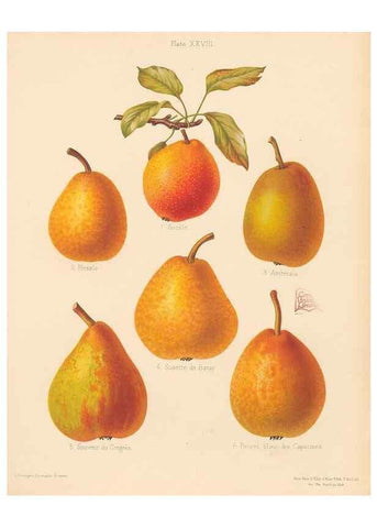 Reproducción/Reproduction 42285459341: The Herefordshire pomona, containing coloured figures and descriptions of the most esteemed kinds of apples and pears.. Hereford, [Eng.]Jakeman and Carver,1876-85.. 