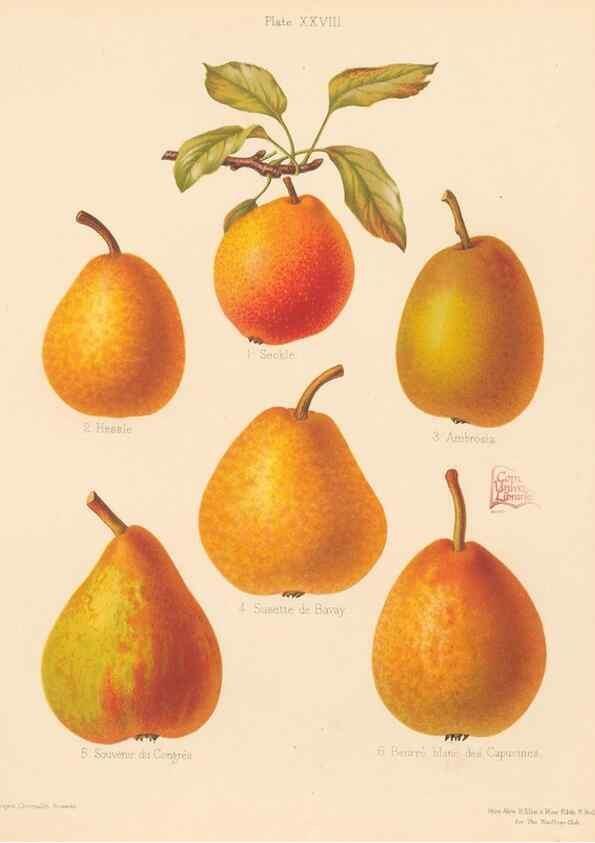 Reproducción/Reproduction 42285459341: The Herefordshire pomona, containing coloured figures and descriptions of the most esteemed kinds of apples and pears.. Hereford, [Eng.]Jakeman and Carver,1876-85.. 