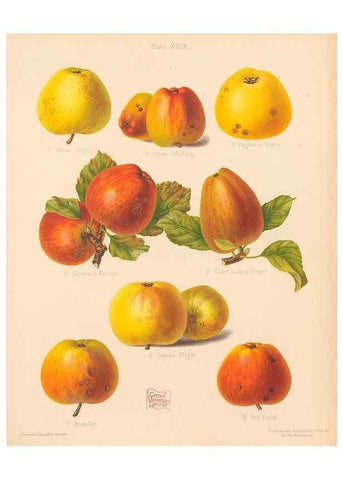 Reproducción/Reproduction 27415770697: The Herefordshire pomona, containing coloured figures and descriptions of the most esteemed kinds of apples and pears.. Hereford, [Eng.]Jakeman and Carver,1876-85.. 