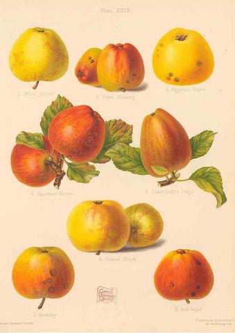 Reproducción/Reproduction 27415770697: The Herefordshire pomona, containing coloured figures and descriptions of the most esteemed kinds of apples and pears.. Hereford, [Eng.]Jakeman and Carver,1876-85.. 