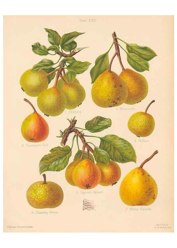 Reproducción/Reproduction 40479270620: The Herefordshire pomona, containing coloured figures and descriptions of the most esteemed kinds of apples and pears.. Hereford, [Eng.]Jakeman and Carver,1876-85.. 