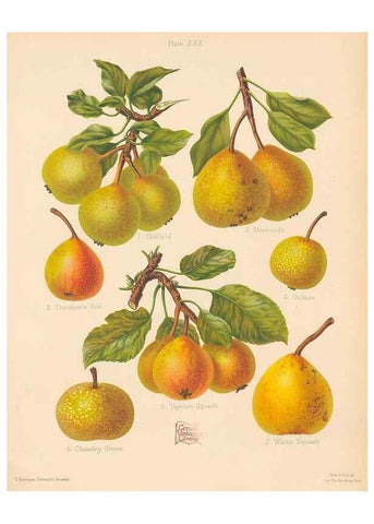 Reproducción/Reproduction 40479270620: The Herefordshire pomona, containing coloured figures and descriptions of the most esteemed kinds of apples and pears.. Hereford, [Eng.]Jakeman and Carver,1876-85.. 