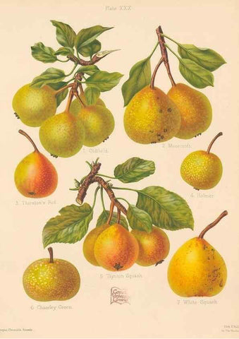 Reproducción/Reproduction 40479270620: The Herefordshire pomona, containing coloured figures and descriptions of the most esteemed kinds of apples and pears.. Hereford, [Eng.]Jakeman and Carver,1876-85.. 