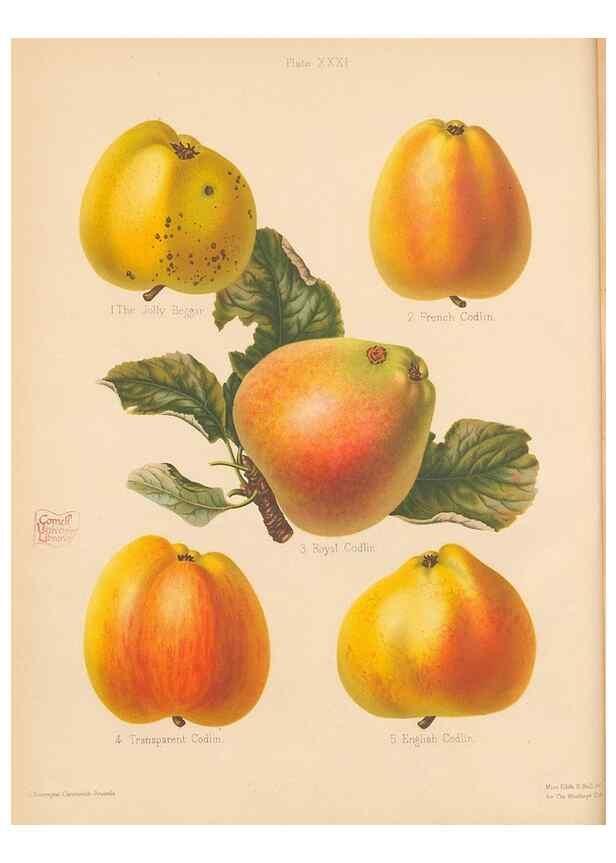 Reproducción/Reproduction 42239837992: The Herefordshire pomona, containing coloured figures and descriptions of the most esteemed kinds of apples and pears.. Hereford, [Eng.]Jakeman and Carver,1876-85.. 