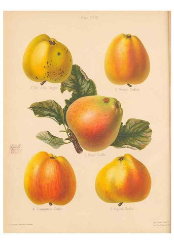 Reproducción/Reproduction 42239837992: The Herefordshire pomona, containing coloured figures and descriptions of the most esteemed kinds of apples and pears.. Hereford, [Eng.]Jakeman and Carver,1876-85.. 