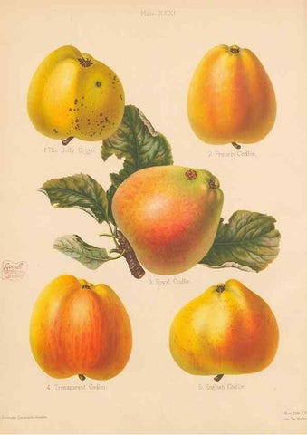 Reproducción/Reproduction 42239837992: The Herefordshire pomona, containing coloured figures and descriptions of the most esteemed kinds of apples and pears.. Hereford, [Eng.]Jakeman and Carver,1876-85.. 