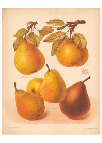Reproducción/Reproduction 42306250951: The Herefordshire pomona, containing coloured figures and descriptions of the most esteemed kinds of apples and pears.. Hereford, [Eng.]Jakeman and Carver,1876-85.. 