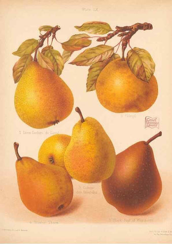 Reproducción/Reproduction 42306250951: The Herefordshire pomona, containing coloured figures and descriptions of the most esteemed kinds of apples and pears.. Hereford, [Eng.]Jakeman and Carver,1876-85.. 