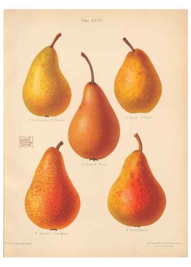 Reproducción/Reproduction 40479932340: The Herefordshire pomona, containing coloured figures and descriptions of the most esteemed kinds of apples and pears.. Hereford, [Eng.]Jakeman and Carver,1876-85.. 