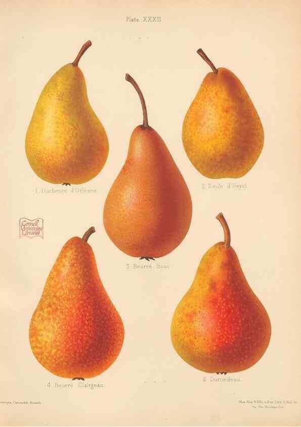 Reproducción/Reproduction 40479932340: The Herefordshire pomona, containing coloured figures and descriptions of the most esteemed kinds of apples and pears.. Hereford, [Eng.]Jakeman and Carver,1876-85.. 