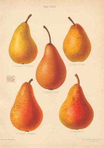 Reproducción/Reproduction 40479932340: The Herefordshire pomona, containing coloured figures and descriptions of the most esteemed kinds of apples and pears.. Hereford, [Eng.]Jakeman and Carver,1876-85.. 
