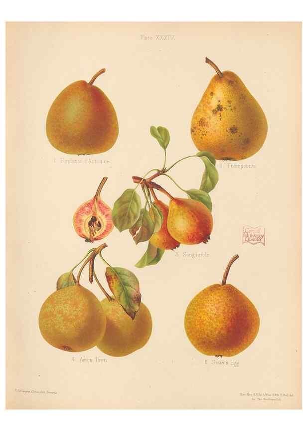 Reproducción/Reproduction 41384599165: The Herefordshire pomona, containing coloured figures and descriptions of the most esteemed kinds of apples and pears.. Hereford, [Eng.]Jakeman and Carver,1876-85.. 