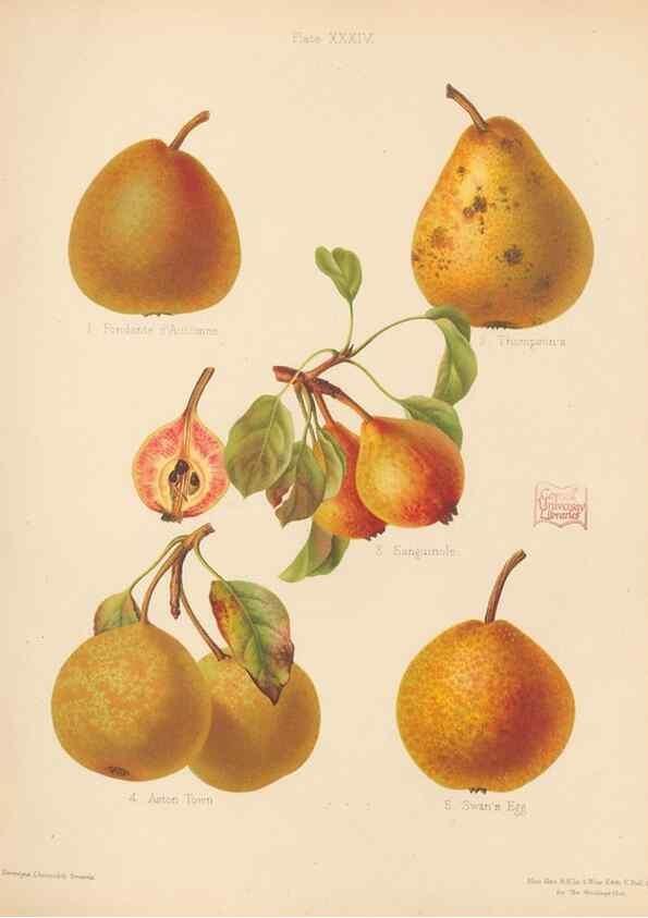 Reproducción/Reproduction 41384599165: The Herefordshire pomona, containing coloured figures and descriptions of the most esteemed kinds of apples and pears.. Hereford, [Eng.]Jakeman and Carver,1876-85.. 