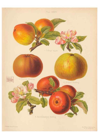 Reproducción/Reproduction 28413252958: The Herefordshire pomona, containing coloured figures and descriptions of the most esteemed kinds of apples and pears.. Hereford, [Eng.]Jakeman and Carver,1876-85.. 