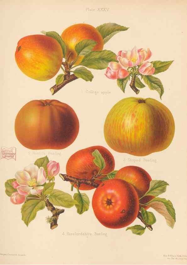 Reproducción/Reproduction 28413252958: The Herefordshire pomona, containing coloured figures and descriptions of the most esteemed kinds of apples and pears.. Hereford, [Eng.]Jakeman and Carver,1876-85.. 