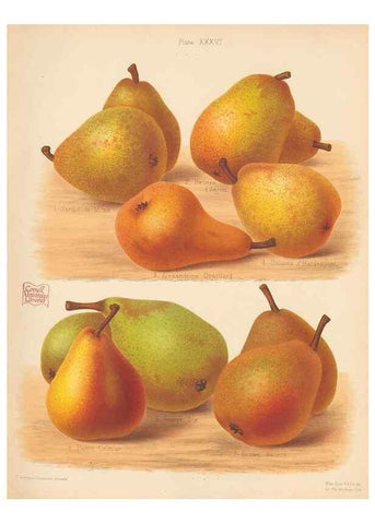 Reproducción/Reproduction 41564910714: The Herefordshire pomona, containing coloured figures and descriptions of the most esteemed kinds of apples and pears.. Hereford, [Eng.]Jakeman and Carver,1876-85.. 