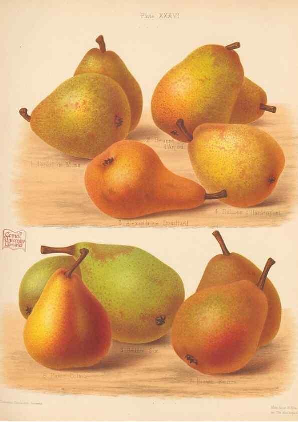 Reproducción/Reproduction 41564910714: The Herefordshire pomona, containing coloured figures and descriptions of the most esteemed kinds of apples and pears.. Hereford, [Eng.]Jakeman and Carver,1876-85.. 