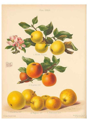 Reproducción/Reproduction 41384604935: The Herefordshire pomona, containing coloured figures and descriptions of the most esteemed kinds of apples and pears.. Hereford, [Eng.]Jakeman and Carver,1876-85.. 