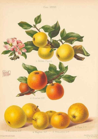 Reproducción/Reproduction 41384604935: The Herefordshire pomona, containing coloured figures and descriptions of the most esteemed kinds of apples and pears.. Hereford, [Eng.]Jakeman and Carver,1876-85.. 
