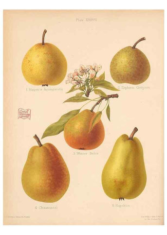 Reproducción/Reproduction 41384607275: The Herefordshire pomona, containing coloured figures and descriptions of the most esteemed kinds of apples and pears.. Hereford, [Eng.]Jakeman and Carver,1876-85.. 