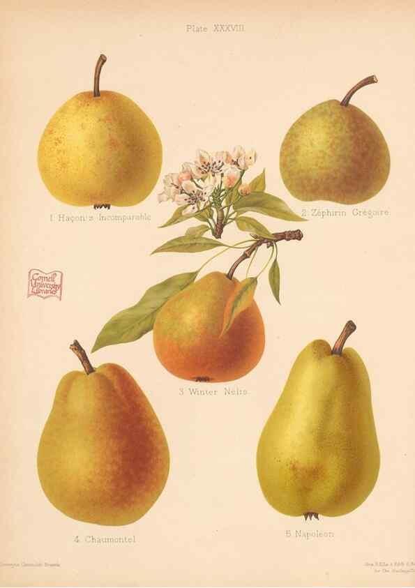 Reproducción/Reproduction 41384607275: The Herefordshire pomona, containing coloured figures and descriptions of the most esteemed kinds of apples and pears.. Hereford, [Eng.]Jakeman and Carver,1876-85.. 