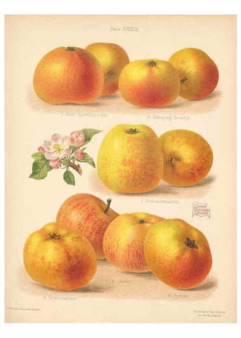 Reproducción/Reproduction 28413262138: The Herefordshire pomona, containing coloured figures and descriptions of the most esteemed kinds of apples and pears.. Hereford, [Eng.]Jakeman and Carver,1876-85.. 