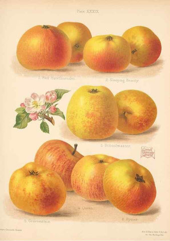 Reproducción/Reproduction 28413262138: The Herefordshire pomona, containing coloured figures and descriptions of the most esteemed kinds of apples and pears.. Hereford, [Eng.]Jakeman and Carver,1876-85.. 