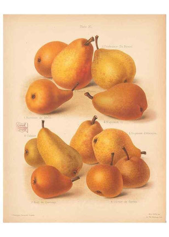 Reproducción/Reproduction 41584561114: The Herefordshire pomona, containing coloured figures and descriptions of the most esteemed kinds of apples and pears.. Hereford, [Eng.]Jakeman and Carver,1876-85.. 