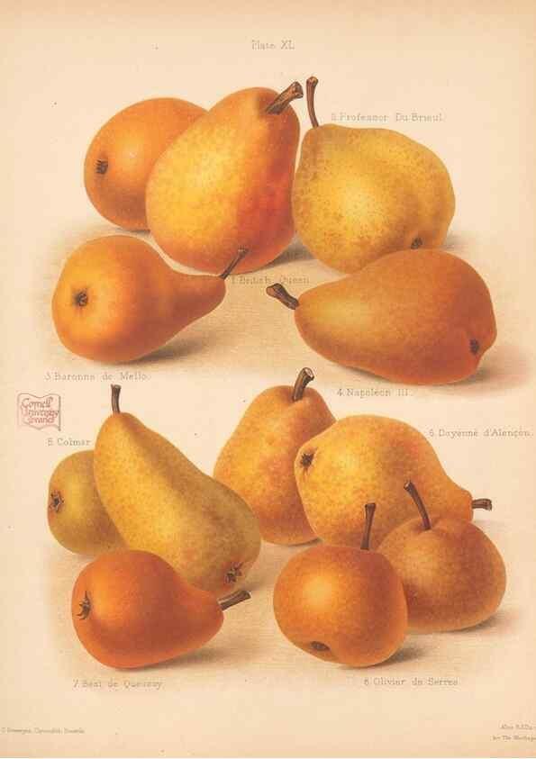 Reproducción/Reproduction 41584561114: The Herefordshire pomona, containing coloured figures and descriptions of the most esteemed kinds of apples and pears.. Hereford, [Eng.]Jakeman and Carver,1876-85.. 