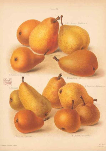 Reproducción/Reproduction 41584561114: The Herefordshire pomona, containing coloured figures and descriptions of the most esteemed kinds of apples and pears.. Hereford, [Eng.]Jakeman and Carver,1876-85.. 