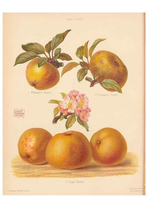 Reproducción/Reproduction 41564905184: The Herefordshire pomona, containing coloured figures and descriptions of the most esteemed kinds of apples and pears.. Hereford, [Eng.]Jakeman and Carver,1876-85.. 