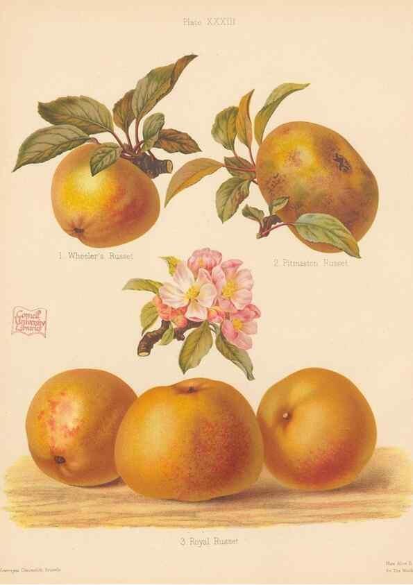 Reproducción/Reproduction 41564905184: The Herefordshire pomona, containing coloured figures and descriptions of the most esteemed kinds of apples and pears.. Hereford, [Eng.]Jakeman and Carver,1876-85.. 