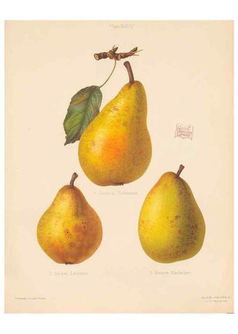 Reproducción/Reproduction 41384102655: The Herefordshire pomona, containing coloured figures and descriptions of the most esteemed kinds of apples and pears.. Hereford, [Eng.]Jakeman and Carver,1876-85.. 