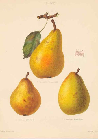 Reproducción/Reproduction 41384102655: The Herefordshire pomona, containing coloured figures and descriptions of the most esteemed kinds of apples and pears.. Hereford, [Eng.]Jakeman and Carver,1876-85.. 