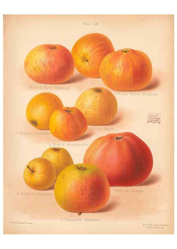 Reproducción/Reproduction 41404993845: The Herefordshire pomona, containing coloured figures and descriptions of the most esteemed kinds of apples and pears.. Hereford, [Eng.]Jakeman and Carver,1876-85.. 