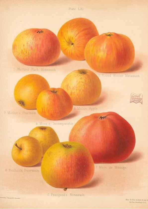 Reproducción/Reproduction 41404993845: The Herefordshire pomona, containing coloured figures and descriptions of the most esteemed kinds of apples and pears.. Hereford, [Eng.]Jakeman and Carver,1876-85.. 