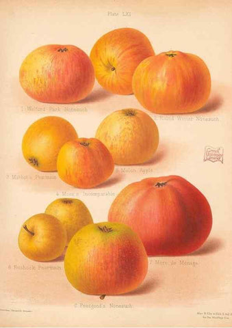 Reproducción/Reproduction 41404993845: The Herefordshire pomona, containing coloured figures and descriptions of the most esteemed kinds of apples and pears.. Hereford, [Eng.]Jakeman and Carver,1876-85.. 