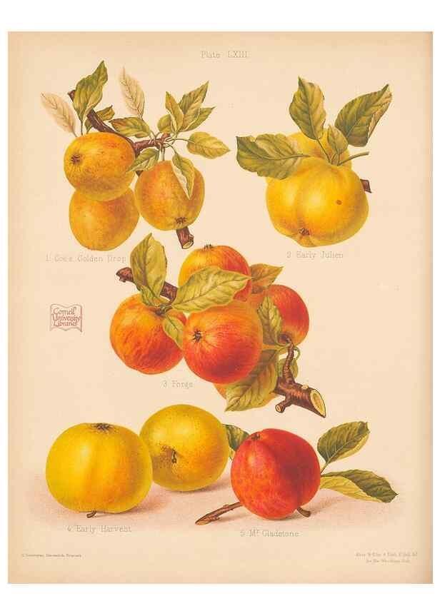 Reproducción/Reproduction 40500030780: The Herefordshire pomona, containing coloured figures and descriptions of the most esteemed kinds of apples and pears.. Hereford, [Eng.]Jakeman and Carver,1876-85.. 