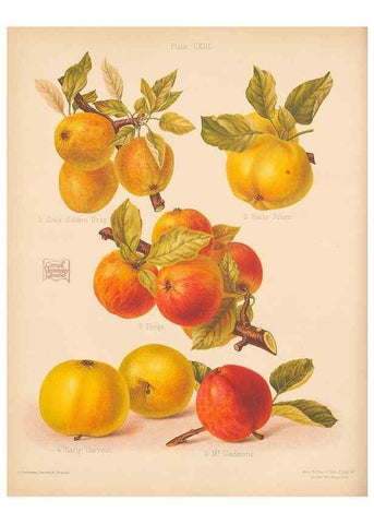 Reproducción/Reproduction 40500030780: The Herefordshire pomona, containing coloured figures and descriptions of the most esteemed kinds of apples and pears.. Hereford, [Eng.]Jakeman and Carver,1876-85.. 