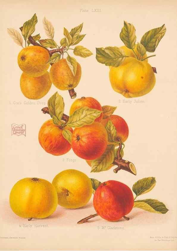 Reproducción/Reproduction 40500030780: The Herefordshire pomona, containing coloured figures and descriptions of the most esteemed kinds of apples and pears.. Hereford, [Eng.]Jakeman and Carver,1876-85.. 
