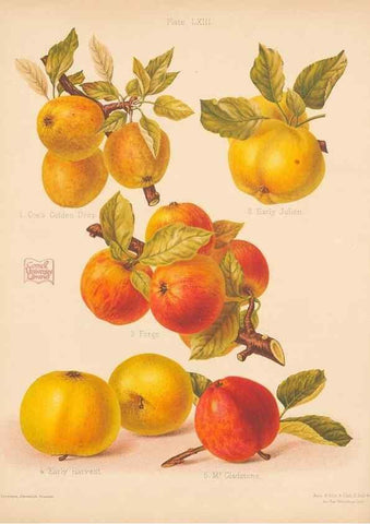 Reproducción/Reproduction 40500030780: The Herefordshire pomona, containing coloured figures and descriptions of the most esteemed kinds of apples and pears.. Hereford, [Eng.]Jakeman and Carver,1876-85.. 