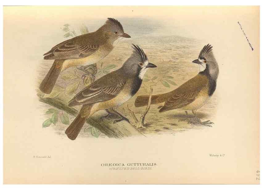 Reproducción/Reproduction 42349784392: The birds of Australia /. London :Witherby,1910-1927.. 